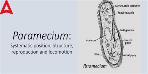 Paramecium Diagram Kingdom Classification Structure