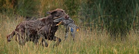 The Best 10 Duck Hunting Dogs You Can Find Today 2023 Edition