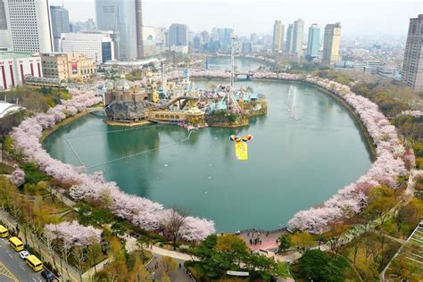 Cherry Blossom Viewing In Korea 2019 Heres Everything You Need To