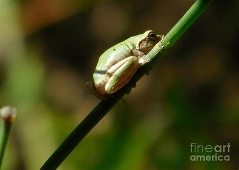 Creation By God Frog 4 Photograph By Karin Gandee Fine Art America