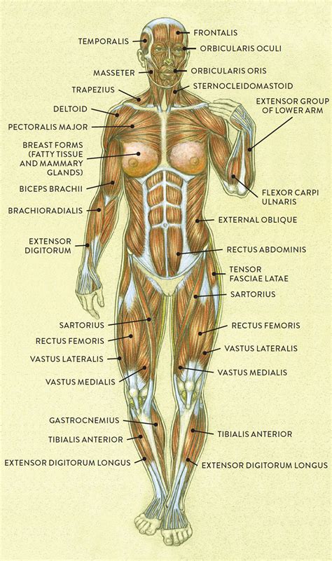 Anterior Muscles Of The Body Labeled Muscle System