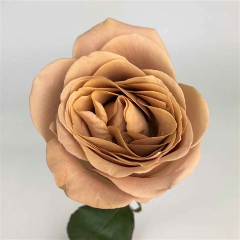 Cappuccino Rose Wholesale Bulk Flower Delivery