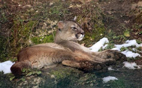 All About Cougar The Large American Mountain Lion