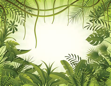Best Rainforest Illustrations Royalty Free Vector Graphics And Clip Art