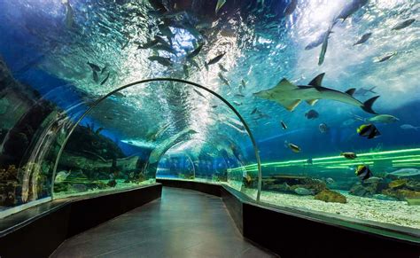 Dubai Aquarium And Underwater Zoo By Emaar Dubai Review Rate Your