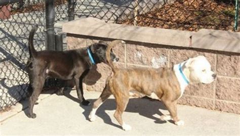 Two Neglected Dogs Become Inseparable Best Friends After Being Rescued