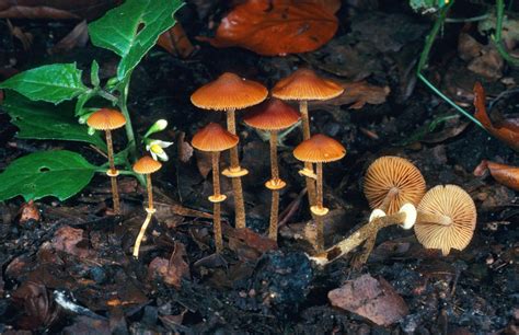 7 Of The Worlds Most Poisonous Mushrooms Britannica