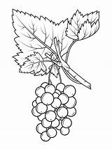 Coloring Grapes Gooseberry Fruits Colouring Drawing Fruit Longan Printable Grape sketch template