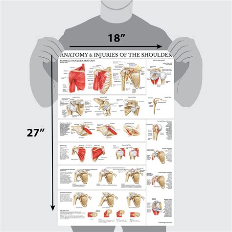 Buy Muscular System And Shoulder Anatomy Poster Set Laminated