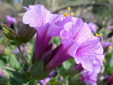As for collecting the seeds: Desert Four O'Clock, Mirabilis Multiflora
