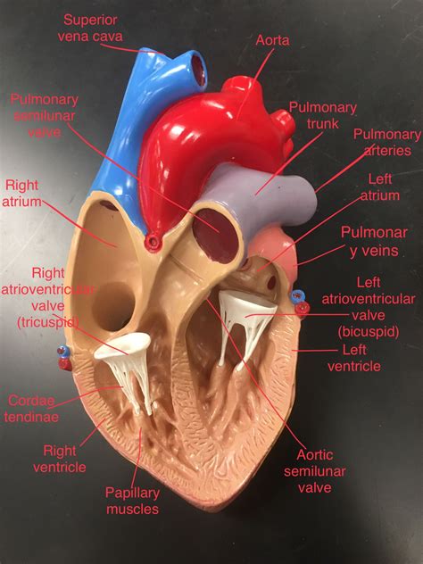 Heart Model Anatomy Labeled Calorie