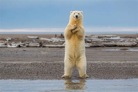 Hey Sexy Lady Polar Bear Gets Down With Gangnam Style Cgtn