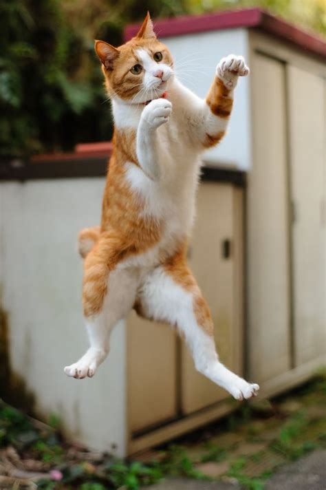 World Jump Day 22 Amazing Cats In Flight Pictures Cute