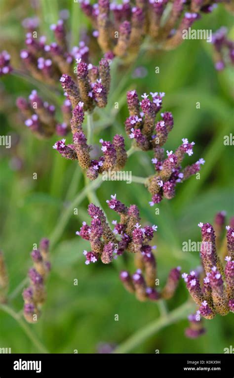 Common Vervain Verbena Officinalis Stock Photo Alamy