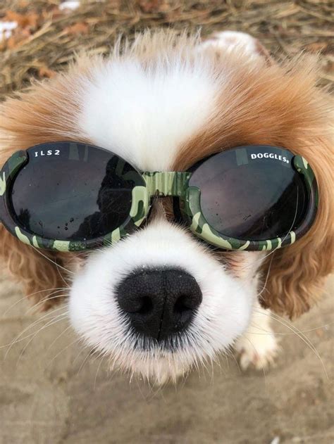 Doggles Protective Eyewear For Dogs This Is Terrapin A Lovely