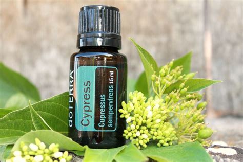 Cypress essential oil enhances circulation, giving it the power to clear up cramps, in addition to pains and aches. doTERRA Cypress 15ml Essential Oil - New and sealed - Free ...