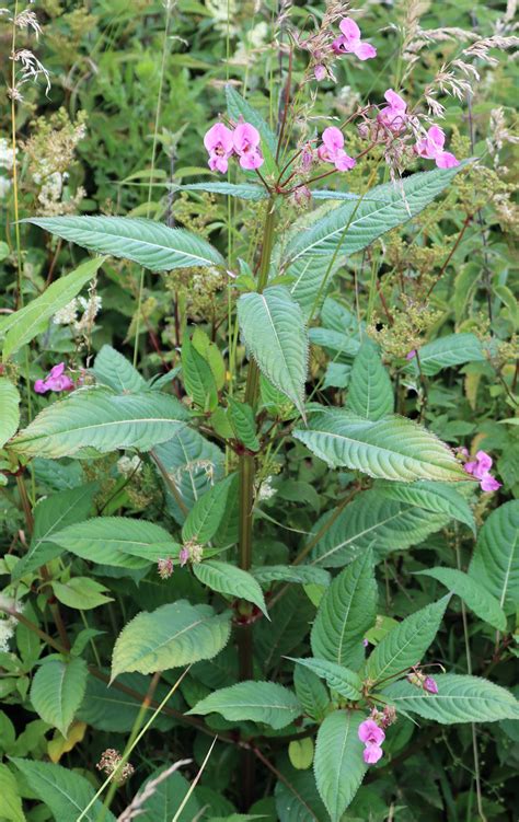 Impatiens Glandulifera Himalayan Balsam Flora Balsaminaceae