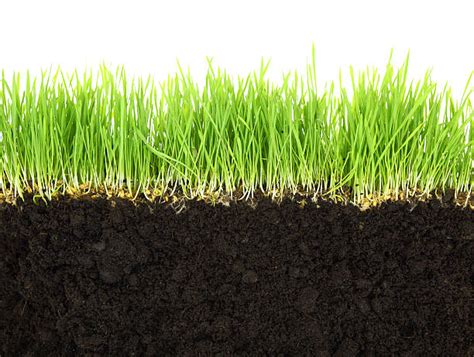 Best Cross Section Dirt Grass Backdrop Stock Photos Pictures And Royalty