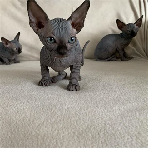 Sphynx Cat For Sale Near Mesphynx Cat Adoption