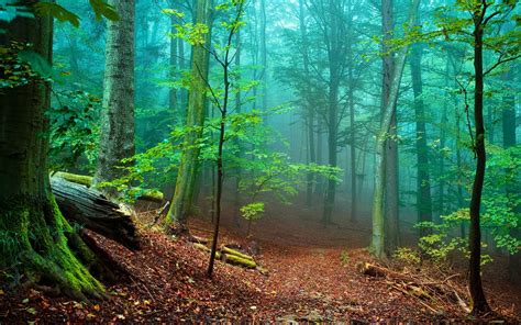 Beautiful Forest Wallpapers Wallpaper Cave