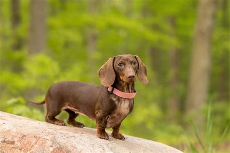 Ultimate Guide for Michigan Dachshunds - Firefly Pet Photography - SE