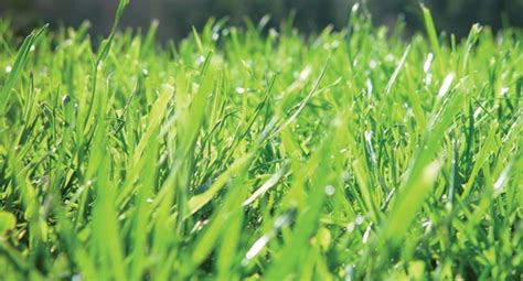 They are long, with narrow bodies and very long antennae. Lawn Growing Guide | Tui | How to prepare, plant, grow, fertilise and nourish
