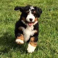 As a designer breed, bernedoodles combine traits from both poodles and the bernese mountain dog. Lone Star Bernedoodles breedes the finest F2 Bernedoodles ...