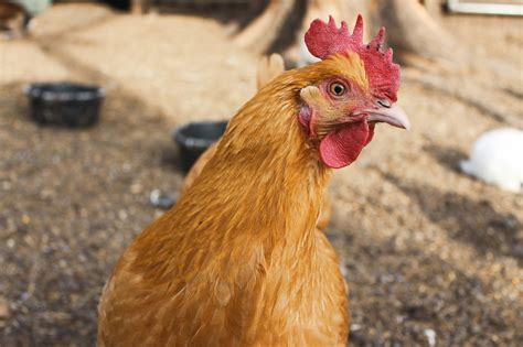Chickens are animals that are often raised. Raising Chickens 101: A Beginner's Guide to Chickens | The ...