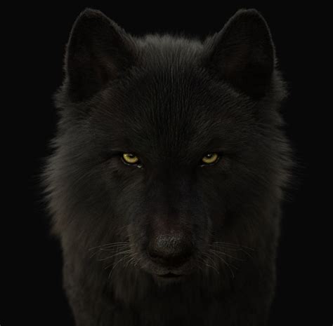 Buy Black Wolf Rigged Xgen 3d Models Online Massimo Righi