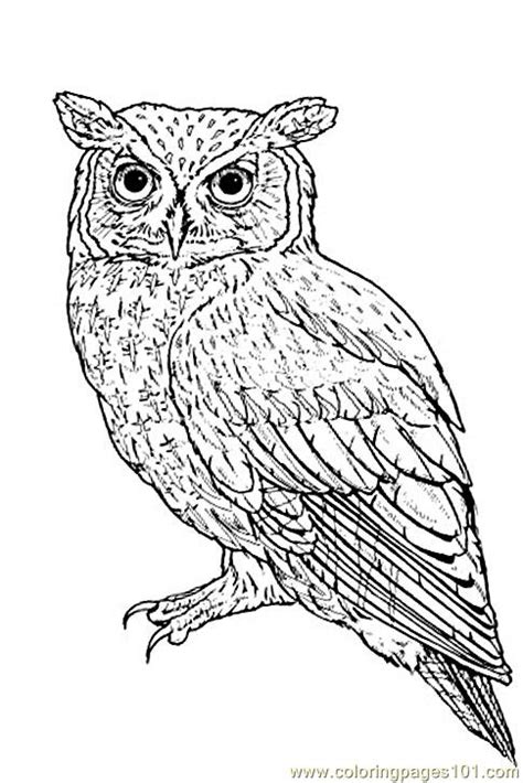 eastern owl coloring page  owl coloring pages coloringpagescom