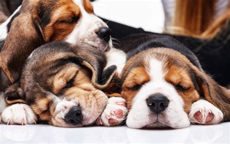 Download Three Sleeping Beagle Dogs Wallpaper