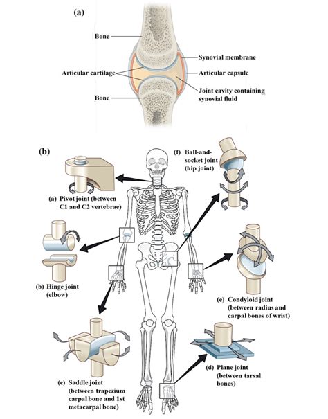 Structure And Function Of Synovial Joints Hsc Pdhpe Bank Home Com