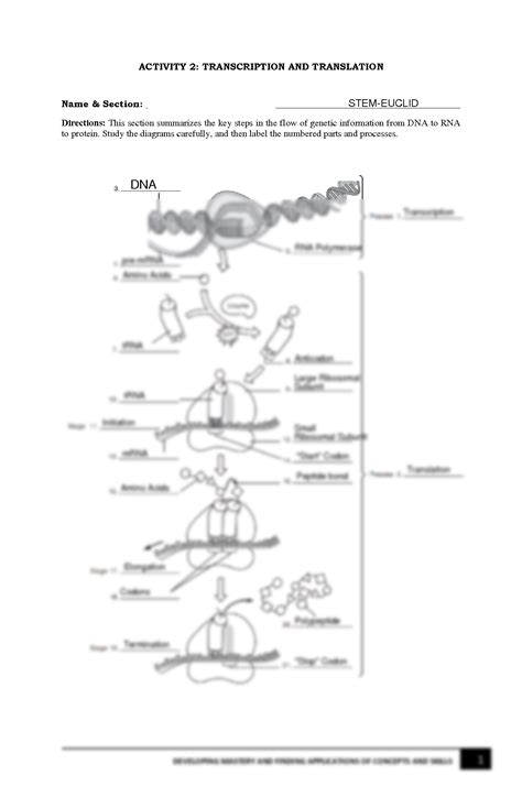 Solution Activity 2 Transcription Translation Studypool