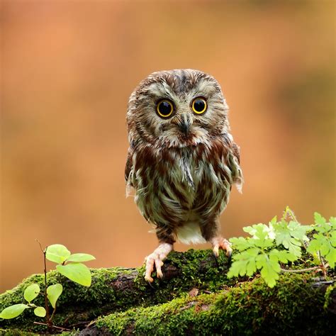 Cute Baby Owl 1024x1024 353887