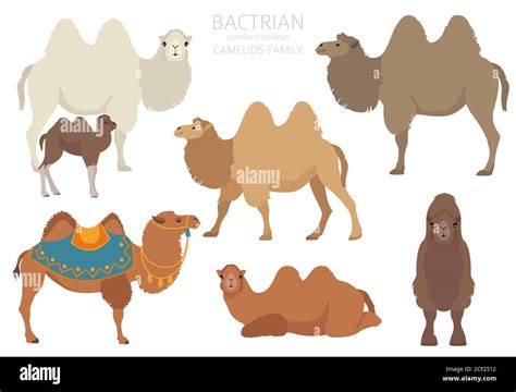 Bactrian Camel Vector Vectors Hi Res Stock Photography And Images Alamy
