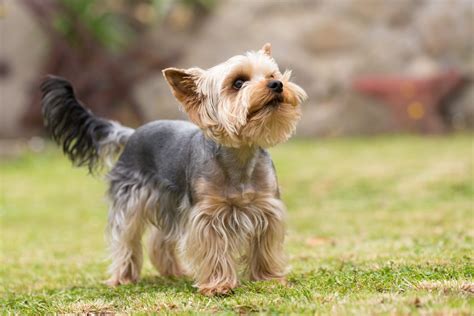 Top 5 Dog Breeds That Shed The Least Canna Pet