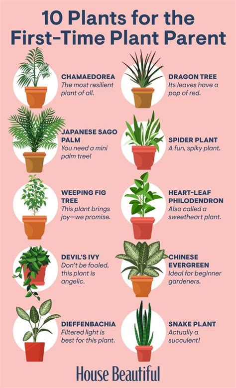 In the video, harli g shares 13 low light houseplants that are easy to grow. 34 Houseplants That Can Survive Low Light - Best Indoor ...