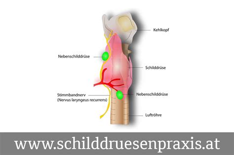 Mit diesem merkblatt möchten wir ihnen einige informationen zum ablauf dieser therapie. 25 HQ Images Schilddrüsenknoten Wann Operieren : Endokrine ...