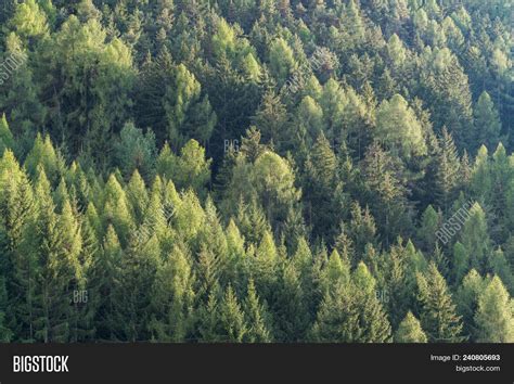 Green Forest Fir Pine Image And Photo Free Trial Bigstock