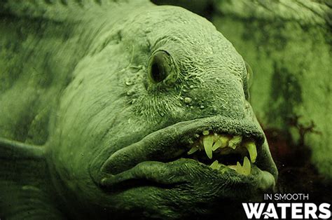 Top 10 Most Ugly Fish You Never Knew Existed Ism