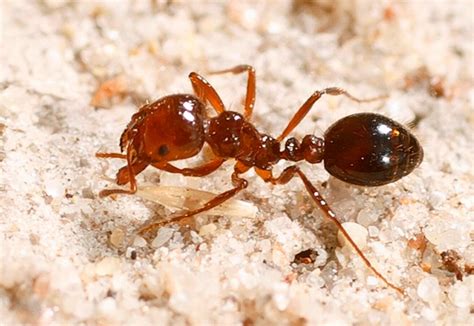 Livestock Owners Beware Of Fire Ants The Echo