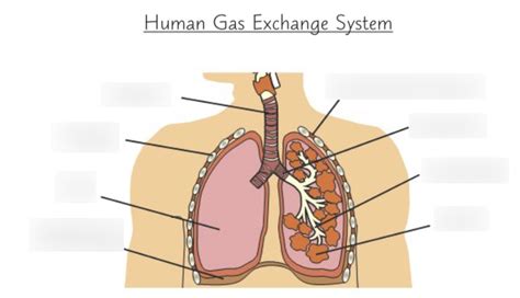 Human Gas Exchange System Diagram Quizlet