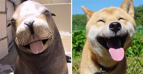 Slavenka And Obi Seals Are Actually Ocean Puppies