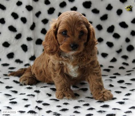 Puppies sired by our deville with full show and breeding right papers will be $1500. Cavapoo Puppy for Sale in Pennsylvania | Cavapoo puppies ...