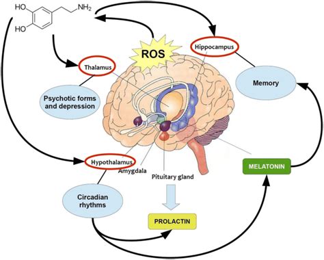 dopamine synthesis pathway