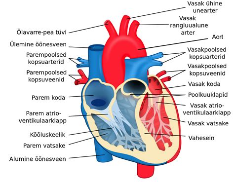 For more information, visit lucidchart.com. File:Heart diagram-et.svg - Wikimedia Commons