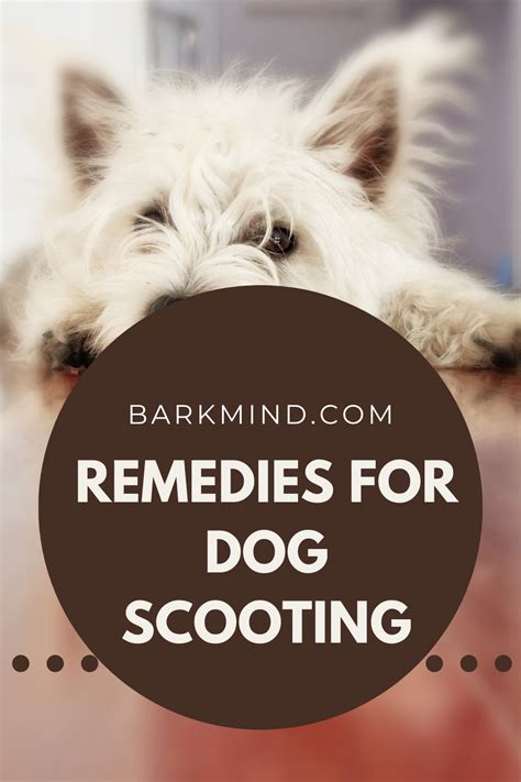 Home Remedies For Dog Scooting 10 Simple Solutions