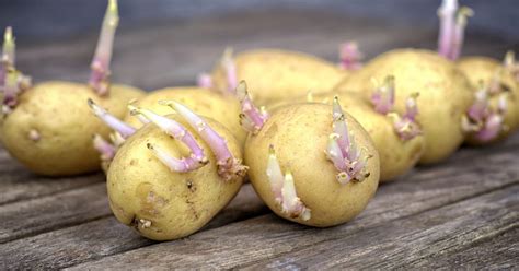 Peut On Manger Une Pomme De Terre Germée - Pommes de terre germées : Pouvez-vous les manger ? - All for skin