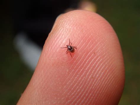 Its Tick Season In New Hampshire Heres What You Need To Know