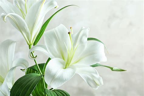 How To Care For Your Easter Lily Farmers Almanac Plan Your Day